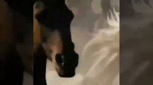 Лошади такие красивые, нашид просто класс
