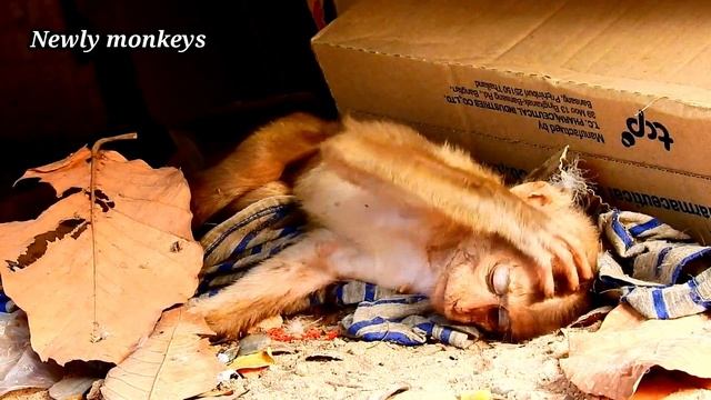 P8 (2nd Days) | Cameraman hopeful cos now an orphan Axel survive by eats eat смотреть онлайн