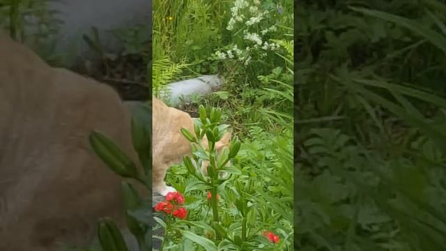 Гена заходил - Мявкунин батя смотреть онлайн