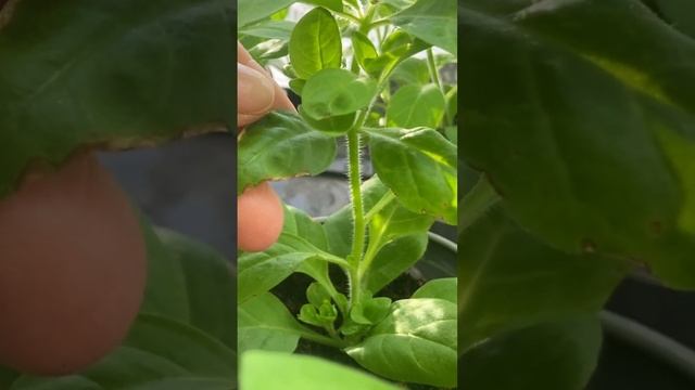 Как я спалила рассаду или почему важно следить за Ph воды и почвы#петуния#рассадапетунии#дача смотреть онлайн