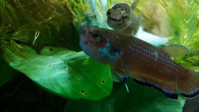 Betta simplex breeding time.. смотреть онлайн