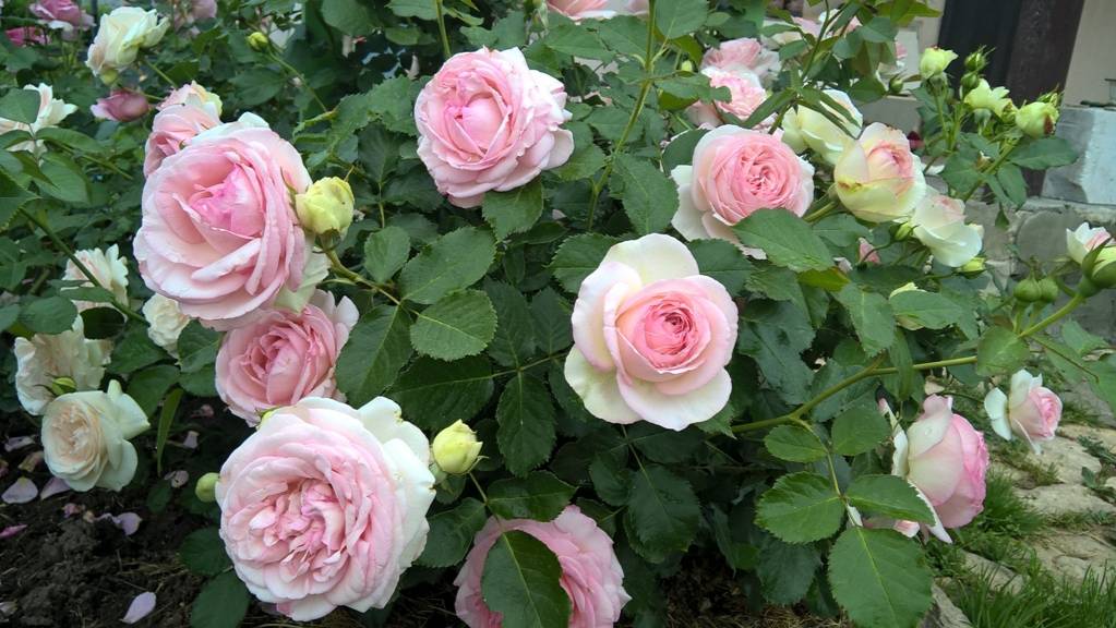 Роза ПЬЕР ДЕ РОНСАР (Pierre De Ronsard) плетистая  Meilland, 1987