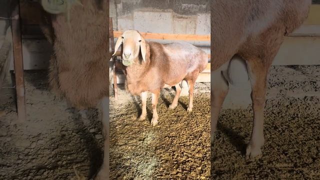 Сын Бульдозера БАРОН 2,5 года Линия Красавчика АРАШАН смотреть онлайн