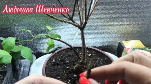 Посадка, обрезка гортензии магазинной из коробки🌺🪴✂️