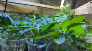 Как вырастить рассаду в квартире если мало места