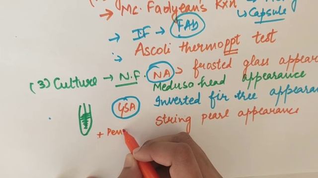 BACILLUS ANTHRAX part-2 (lab diagnosis & Anthracoid bacilli) |Microbiology смотреть онлайн