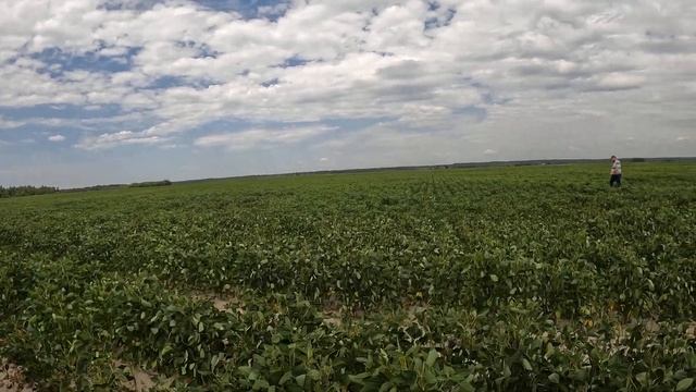 Липень 2022 поля 207 205 соя насіння еліта смотреть онлайн