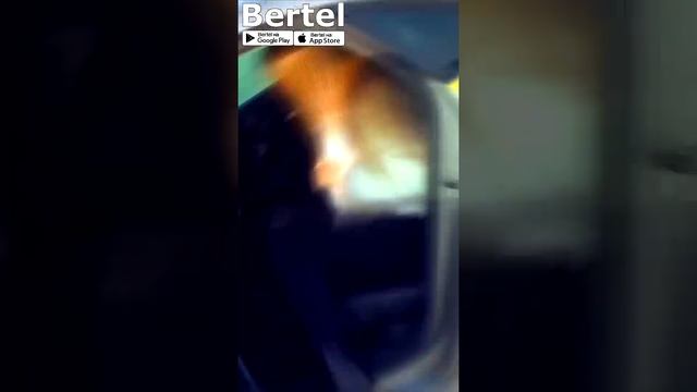 (9 16) BERTEL - мобильное приложение для вызова такси и других транспортных услуг в Беларуси! смотреть онлайн
