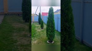 Шаровидные и пирамидальные туи-стрижка, чистка, полное преображение!