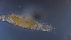 Корм для мальков - инфузория. Все очень просто и наглядно