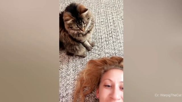 Смешные животные #87 смотреть онлайн