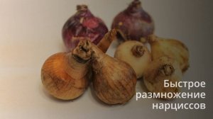 Быстрое  размножение  нарциссов