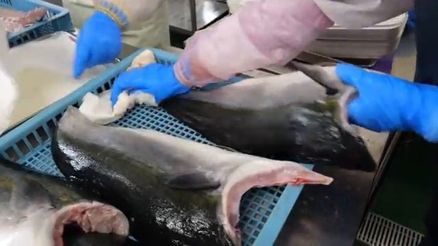 Обработка желтохвоста. Полное освещение работы. смотреть онлайн