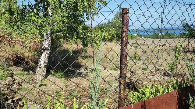 Скальный можжевельник Блю Эрроу. Тонкости выращивания. смотреть онлайн