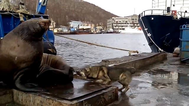 Сивуч и барбос смотреть онлайн