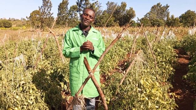 Easy management of a tomato farm for more produce смотреть онлайн
