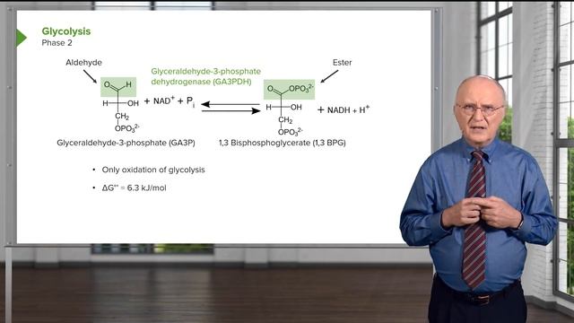 01.01 Carbohydrate Metabolism Glycolysis & Pyruvate Metabolism смотреть онлайн