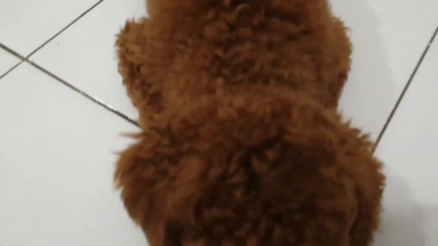 CARA PEMAKAIAN REVOLUTION OBAT KUTU ANJING | EAR MITES смотреть онлайн