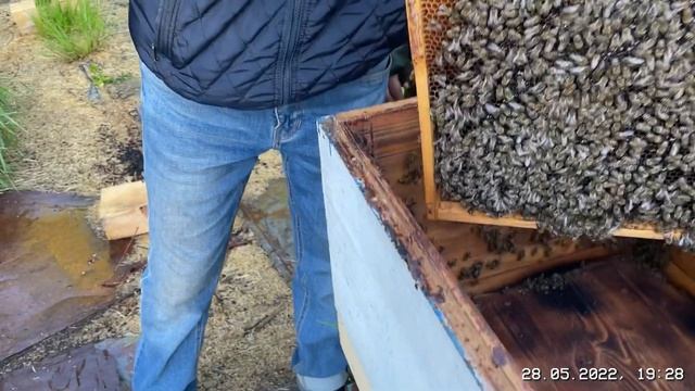 Первый рой забрал Миша из Ногинска смотреть онлайн