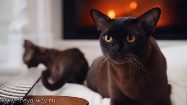 Баллада о Бурме. Питомник бурманских кошек Freya Way*RU
