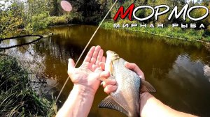 Осень - это не только хищник! Мормышинг наноджиг ультралайт