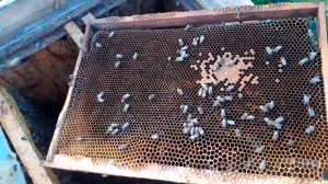 простой способ Посадки пчелиной матки