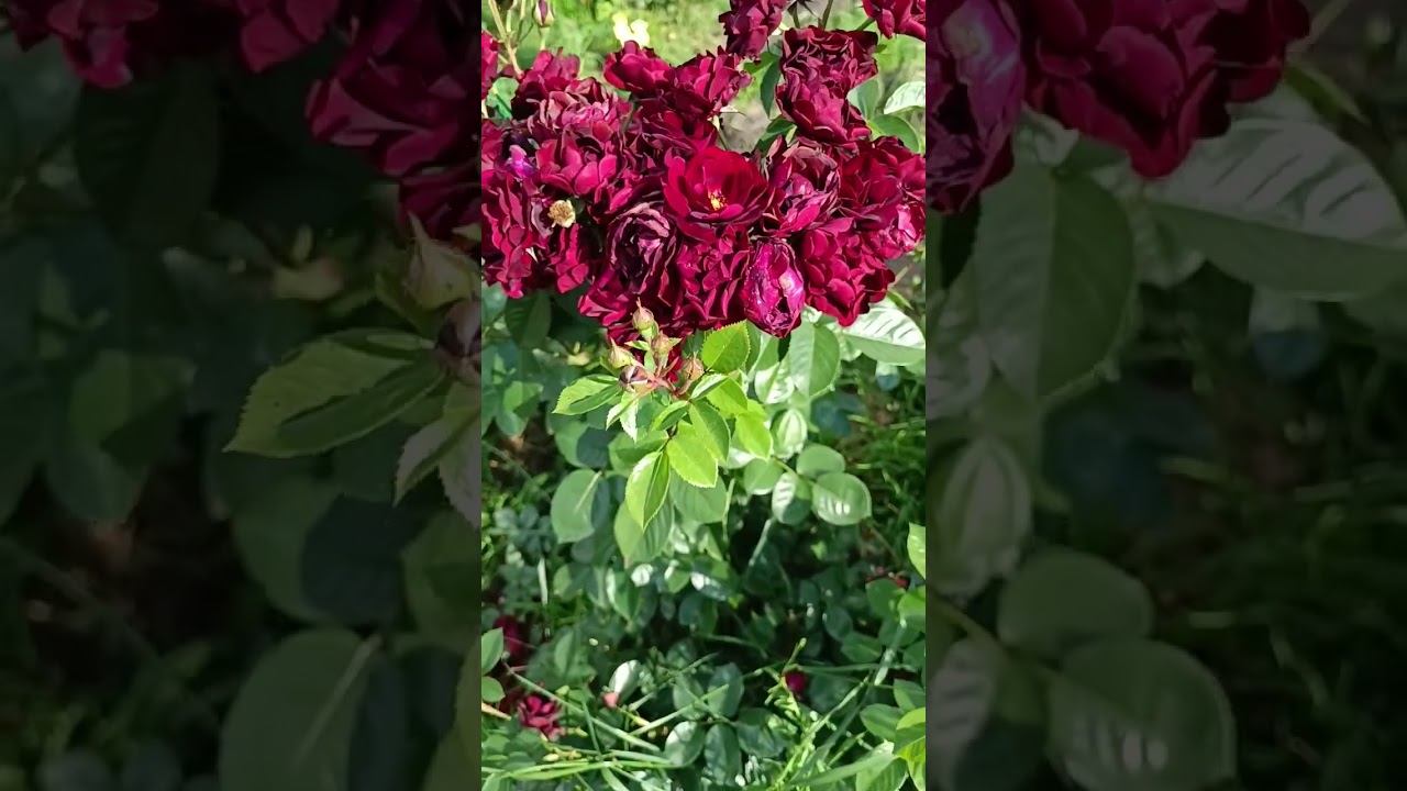 Malicorne Маликорн Delbard Франция, 2006 Флорибунда (Floribunda) смотреть онлайн