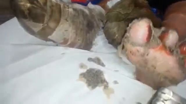 Глисты смотреть онлайн