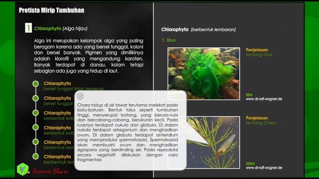 PROTISTA MIRIP TUMBUHAN || BIOLOGI KELAS X смотреть онлайн