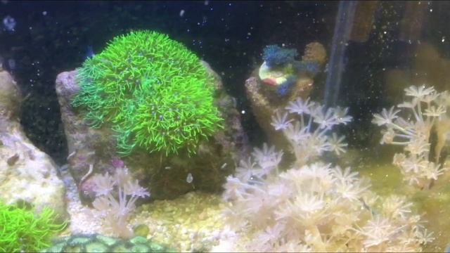 Морской аквариум на 20 литров смотреть онлайн