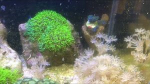 Морской аквариум на 20 литров