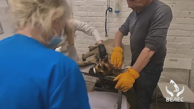 Спасли дикую собаку с трубой на голове.