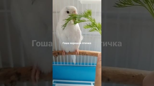 Гоша-хорошая птичка смотреть онлайн
