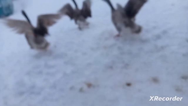 бой гусей смотреть онлайн