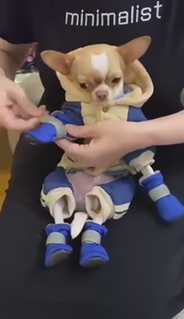 Чихуахуа красотка смотреть онлайн