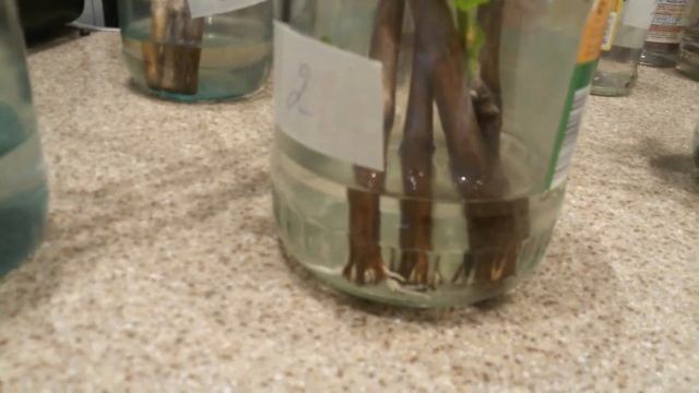 Разводим виноград. Готовим черенки винограда к посадке. смотреть онлайн