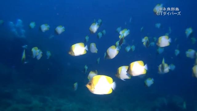 カスミチョウチョウウオの群れ他 смотреть онлайн