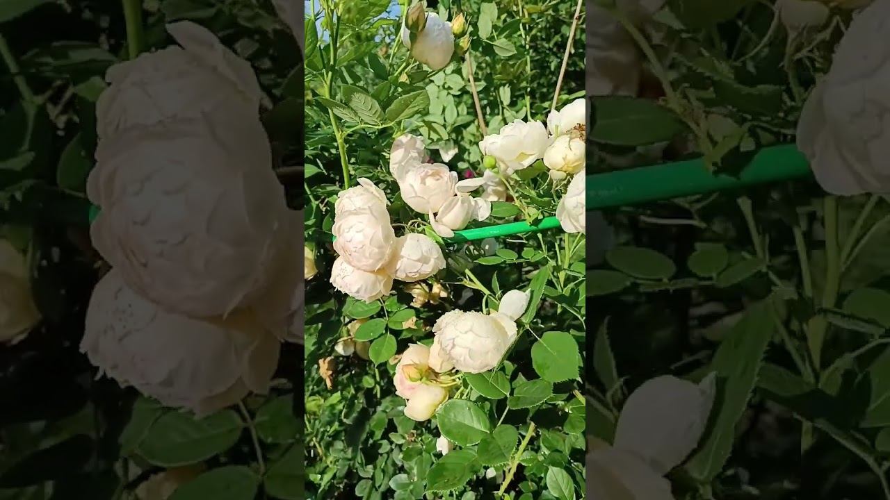 ВОЛЛЕРТОН ОЛД ХОЛЛ WOLLERTON OLD HALL Селекционер: Austin Страна:Великобритания Год селекции:2011 смотреть онлайн