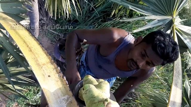 பதநீர் மற்றும் கள்ளு எடுக்கும் நேரடி வீடியோ காட்சி/palm juice taking method. смотреть онлайн
