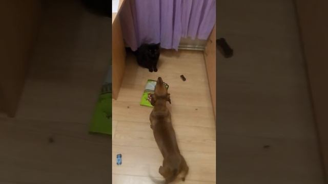 Джокер VS Мисти: Борьба за сферы влияния смотреть онлайн