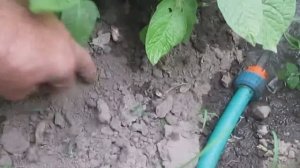 Полив картофеля по бороздам