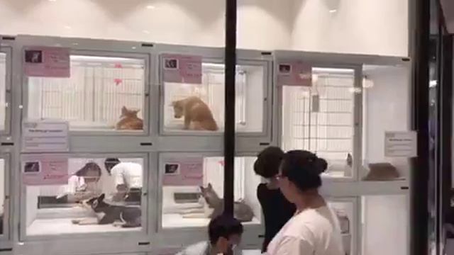 Nexgard Spectra aeon mall смотреть онлайн