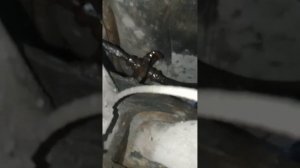 продолжение замены направляющих на суппорте Тойота корола