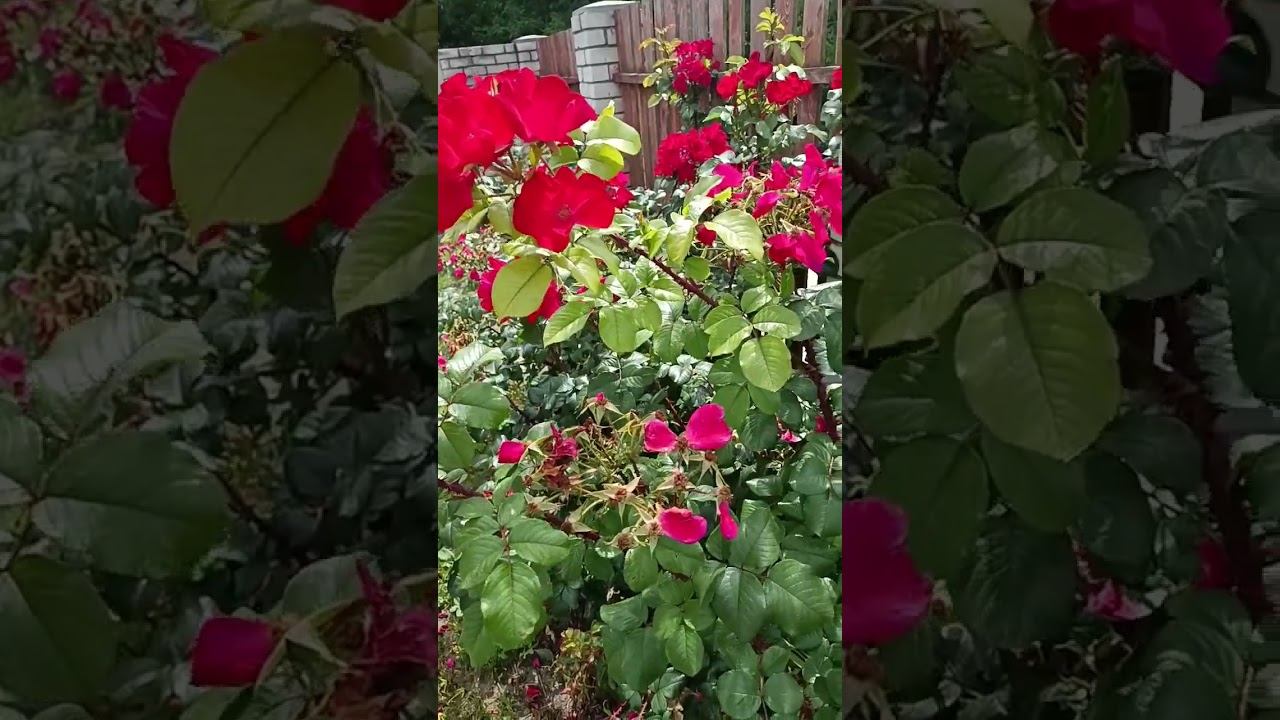 Подкормка роз сульфат магния. смотреть онлайн