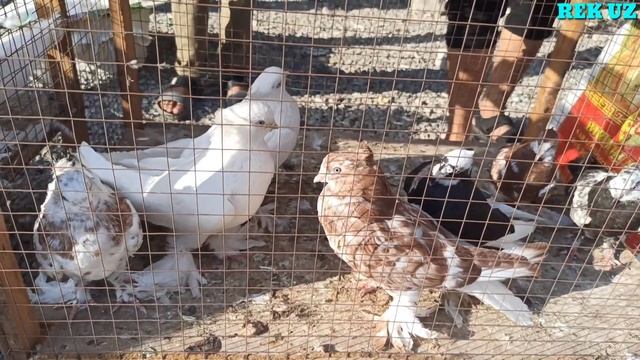 Асака Кабутар Бозори 29-Август Asaka Kabutar Bozori Narxlari Рынок Голубей Fly Pigeons