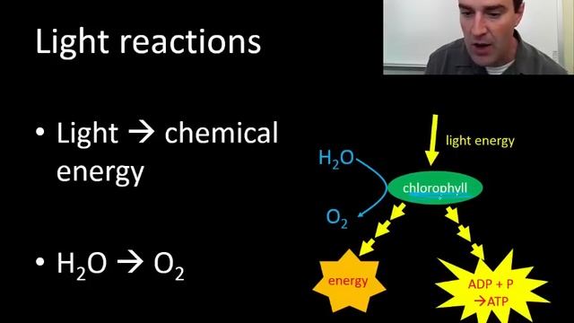 Overview of photosynthesis смотреть онлайн