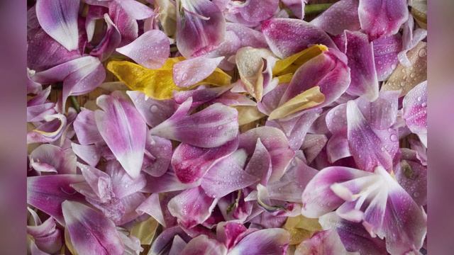 Лепестки чужих цветов смотреть онлайн