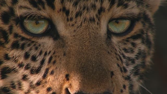 Зеленоглазый леопард (документальный фильм, 2020)