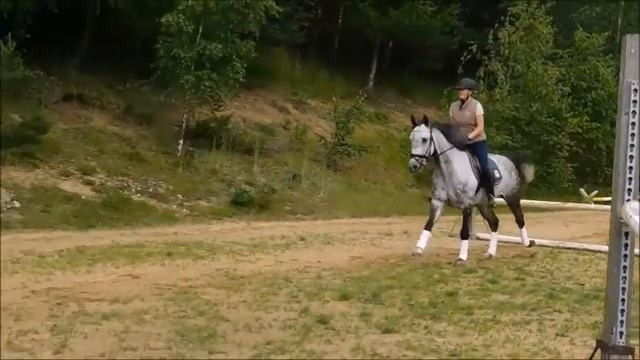 **NICE JUMPER and HUNTER** SIM, 2011, gelding, CZWB by Simplex (Stakkato), 16. hh смотреть онлайн