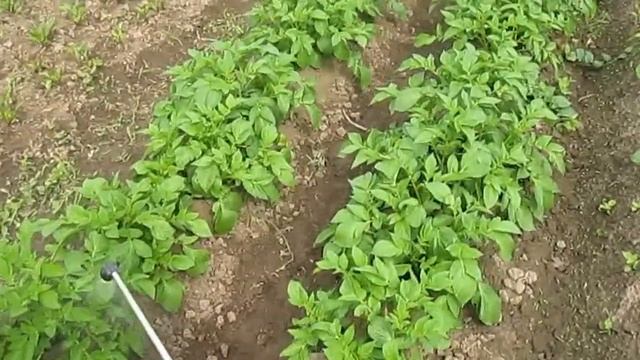 Обработка картофеля от фитофторы